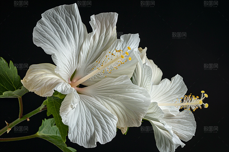 木槿花自然植物摄影图