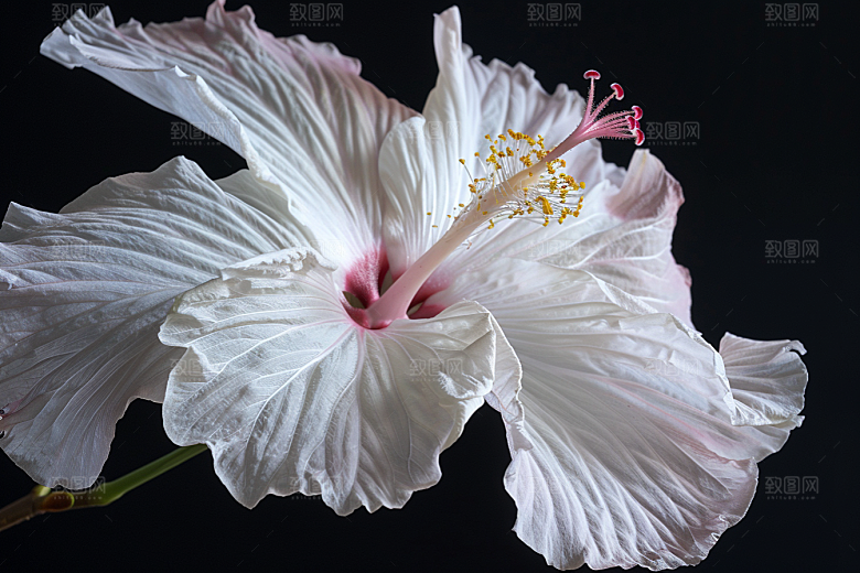 木槿花木棉夏季摄影图