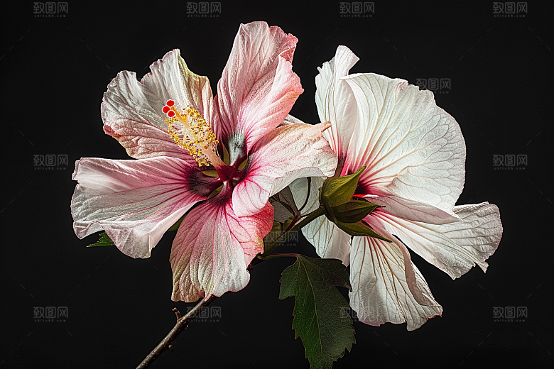 木槿花花朵唯美摄影图