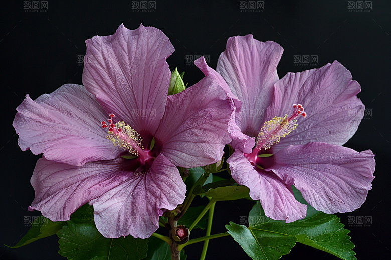木槿花花卉唯美摄影图