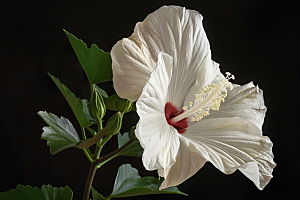 木槿花花朵夏天摄影图