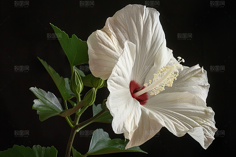 木槿花花朵夏天摄影图