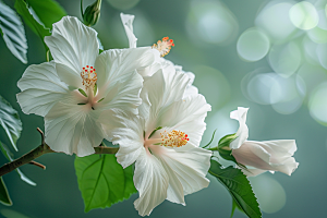 木槿花高清花朵摄影图