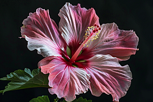 木槿花高清花朵摄影图