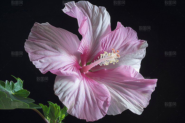 木槿花清新花卉摄影图
