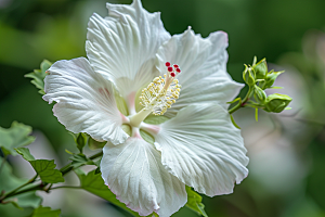 木槿花唯美夏天摄影图