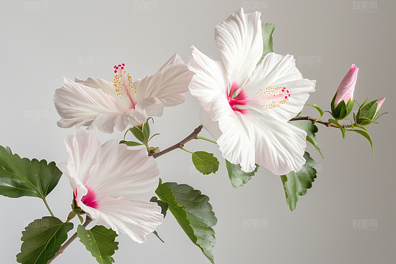 木槿花花朵高清摄影图