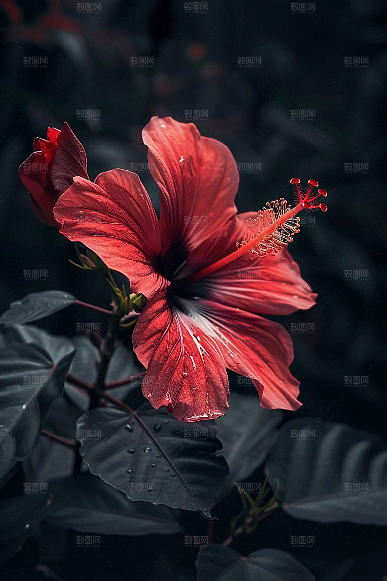 木槿花清新自然摄影图