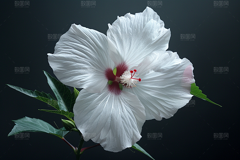 木槿花高清彩色摄影图
