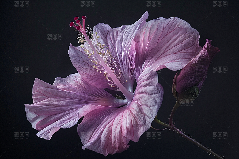 木槿花唯美清新摄影图