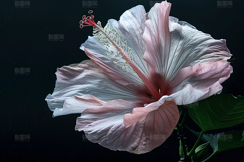 木槿花夏天植物摄影图