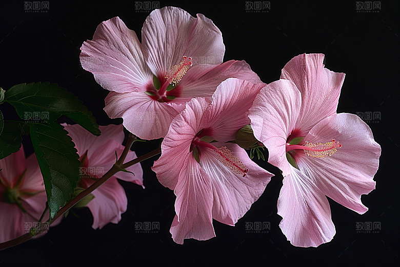 木槿花木棉夏天摄影图