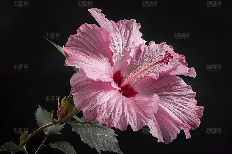 木槿花彩色夏季摄影图