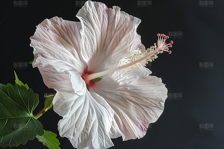 木槿花高清木棉摄影图