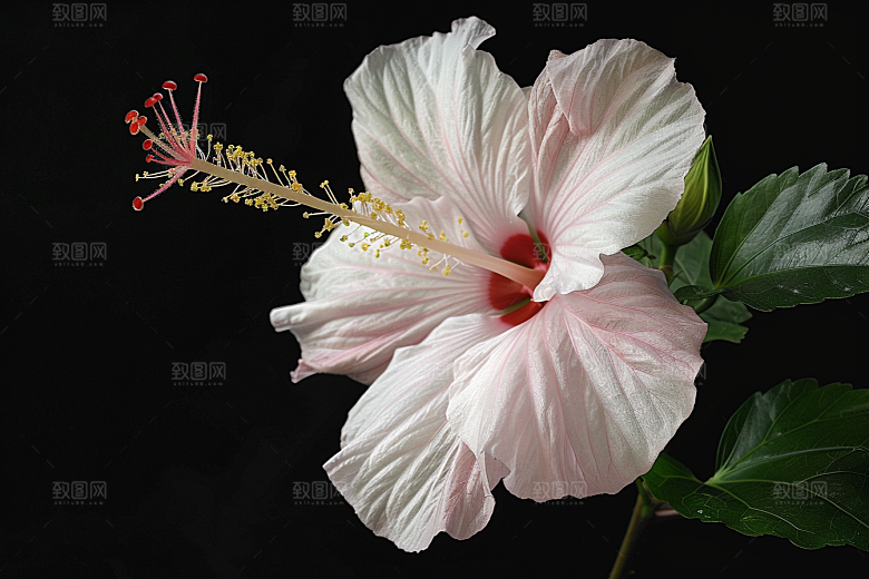 木槿花花卉高清摄影图