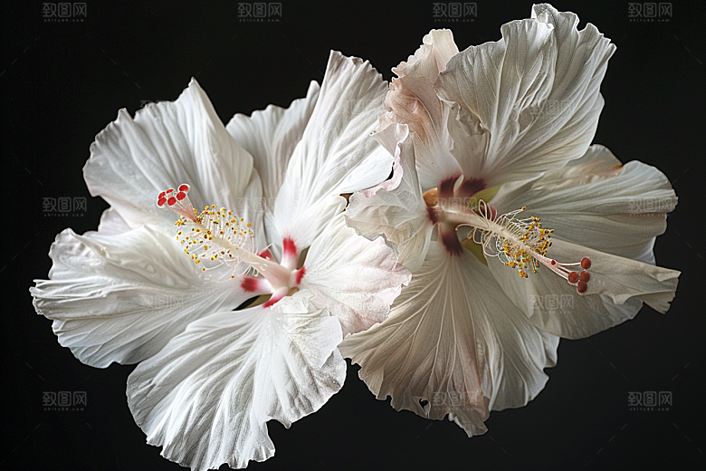 木槿花高清夏季摄影图