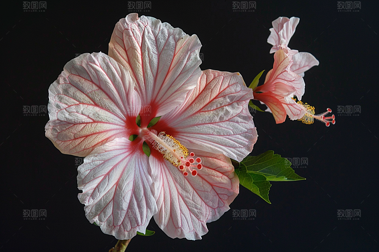 木槿花花卉植物摄影图