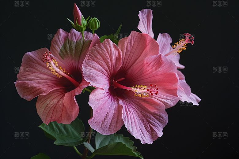 木槿花夏天唯美摄影图