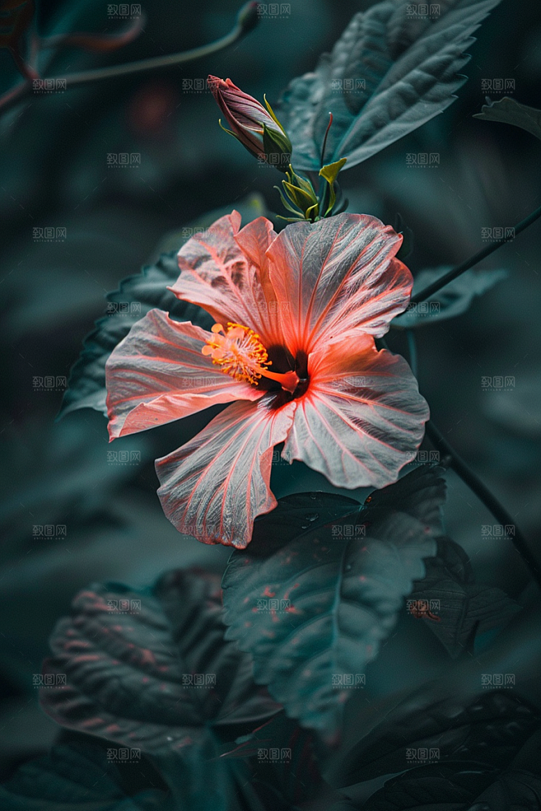 木槿花花朵夏季摄影图