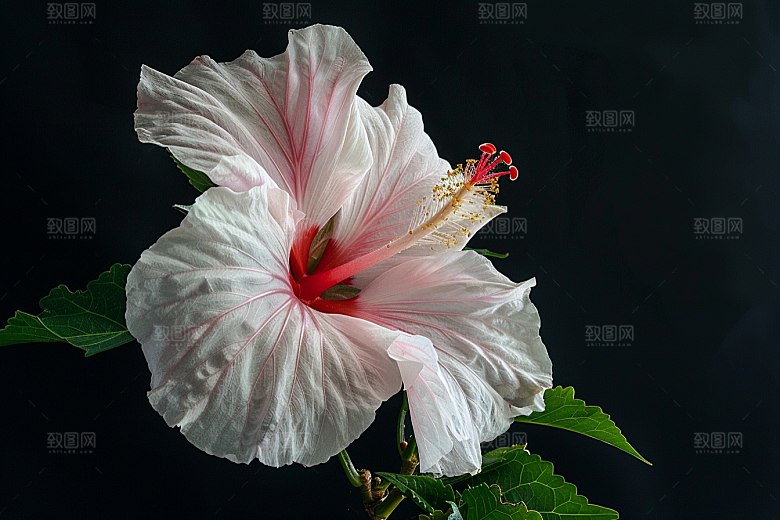 木槿花木棉夏季摄影图