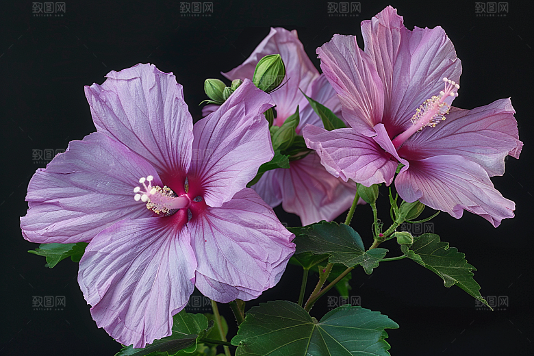 木槿花高清夏天摄影图