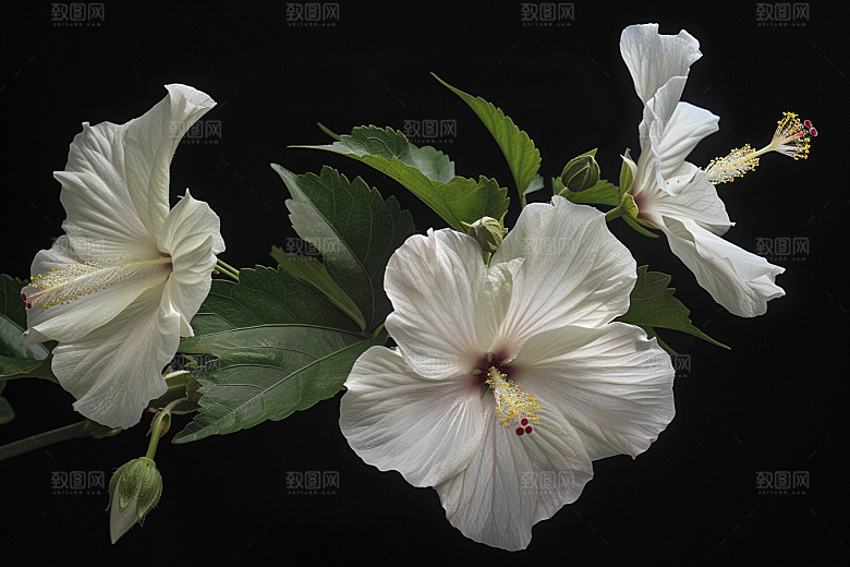 木槿花木棉夏季摄影图