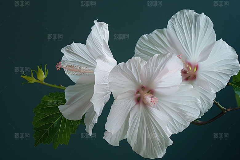 木槿花自然夏天摄影图