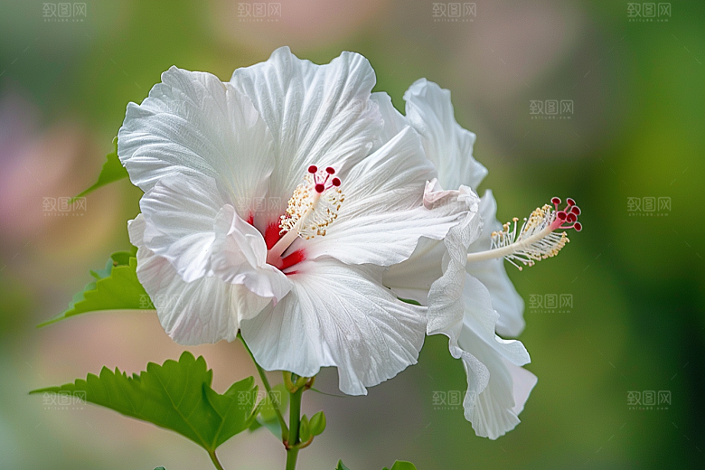 木槿花高清夏天摄影图