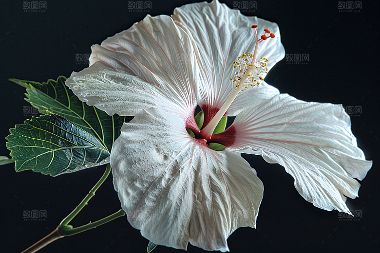 木槿花花朵唯美摄影图