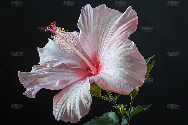 木槿花彩色高清摄影图