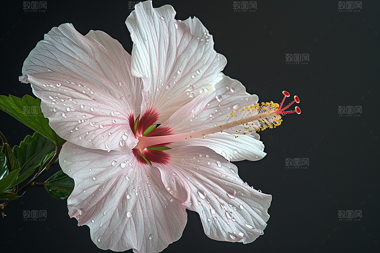 木槿花夏天唯美摄影图