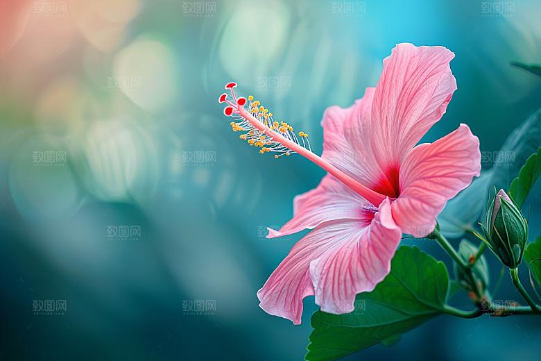 木槿花夏季自然摄影图