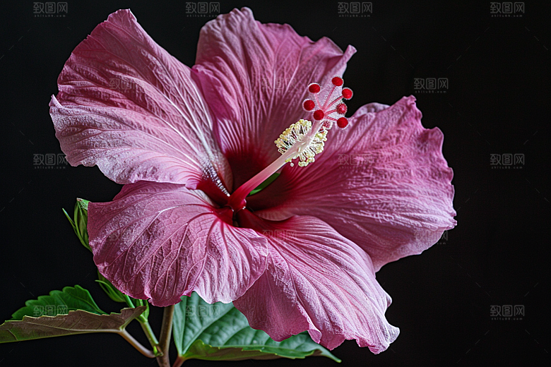 木槿花植物花朵摄影图