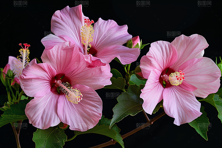 木槿花高清花卉摄影图