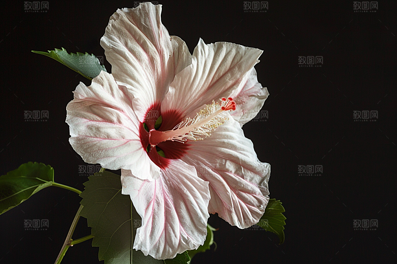木槿花夏季彩色摄影图