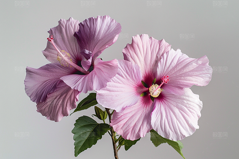 木槿花植物夏季摄影图