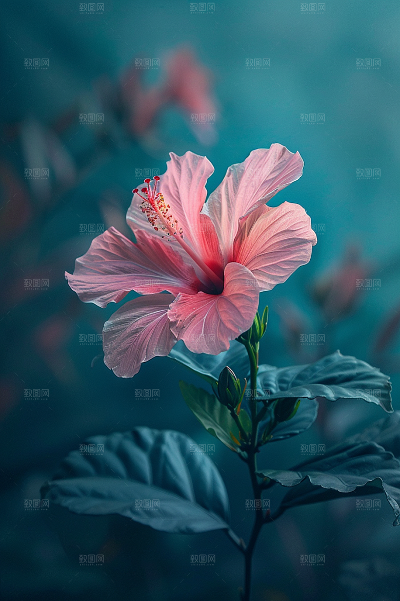 木槿花夏季花卉摄影图