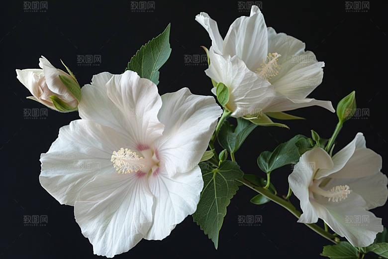 木槿花木棉花卉摄影图