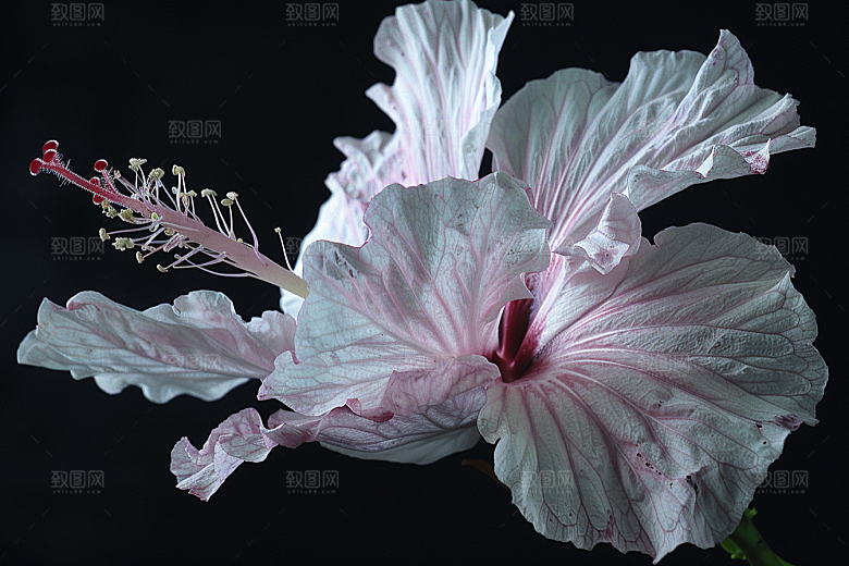 木槿花夏季唯美摄影图