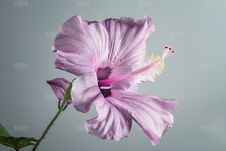 木槿花高清自然摄影图