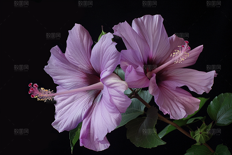 木槿花植物花朵摄影图