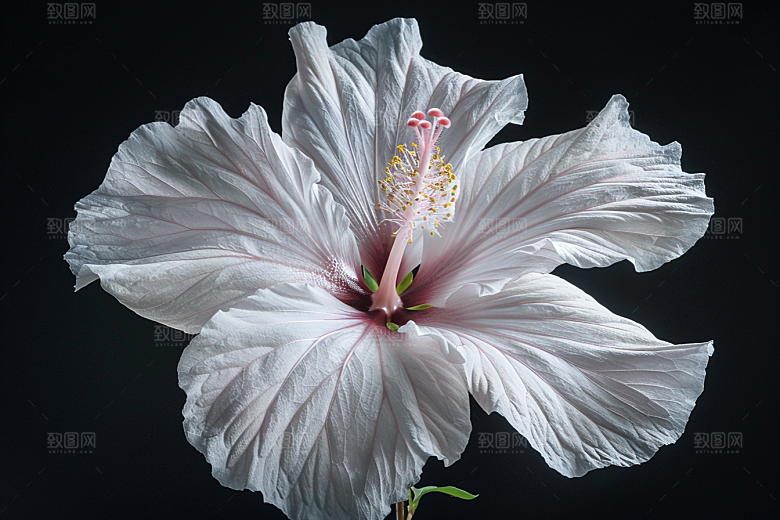 木槿花彩色高清摄影图