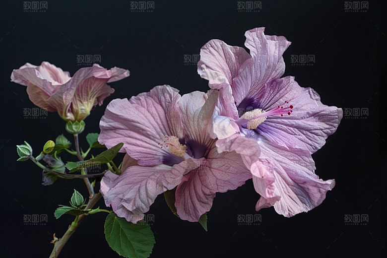 木槿花夏季木棉摄影图