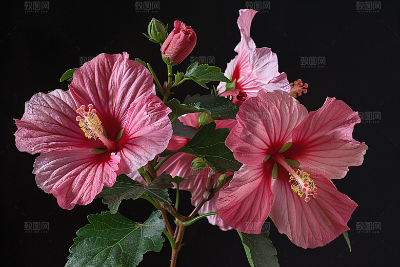木槿花木棉自然摄影图