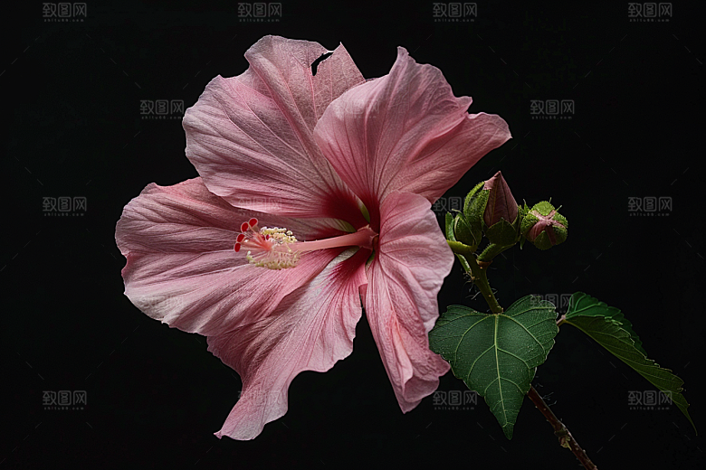 木槿花夏季彩色摄影图