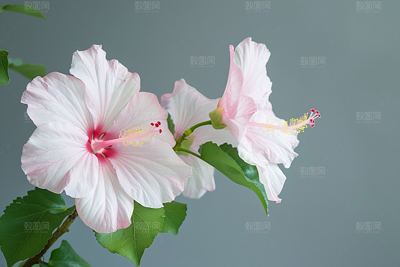 木槿花清新夏天摄影图
