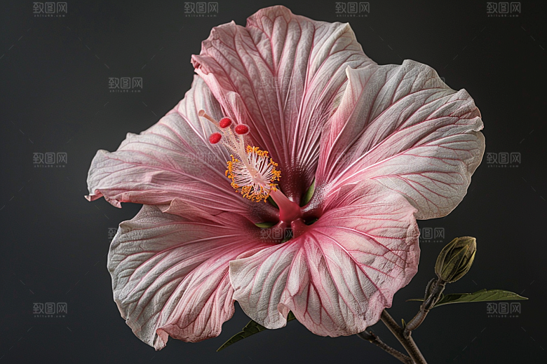 木槿花夏天花朵摄影图