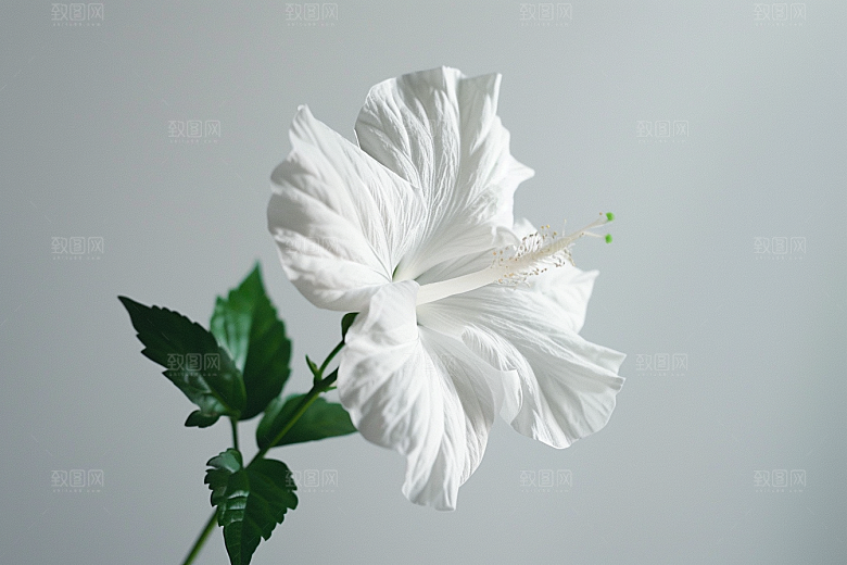木槿花唯美花朵摄影图