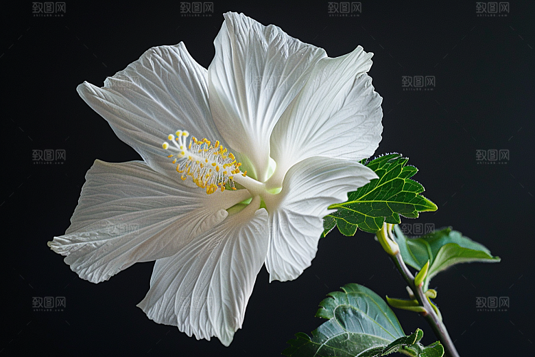 木槿花夏天植物摄影图