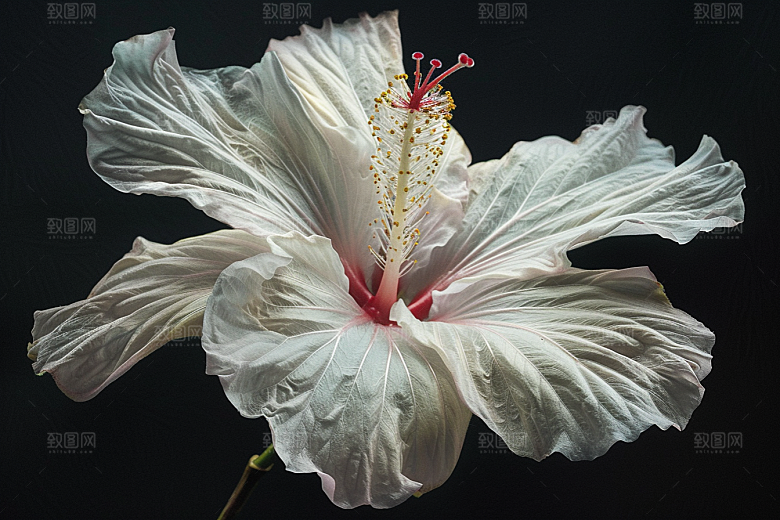 木槿花唯美花朵摄影图